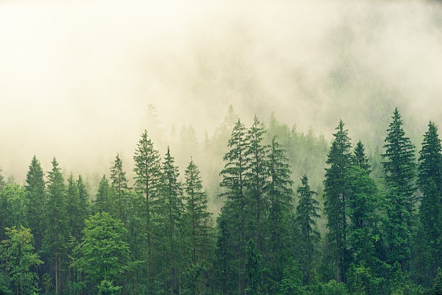 Forêt de sapins dans le brouillard