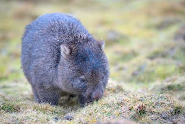 Wombat reniflant un sol herbeux